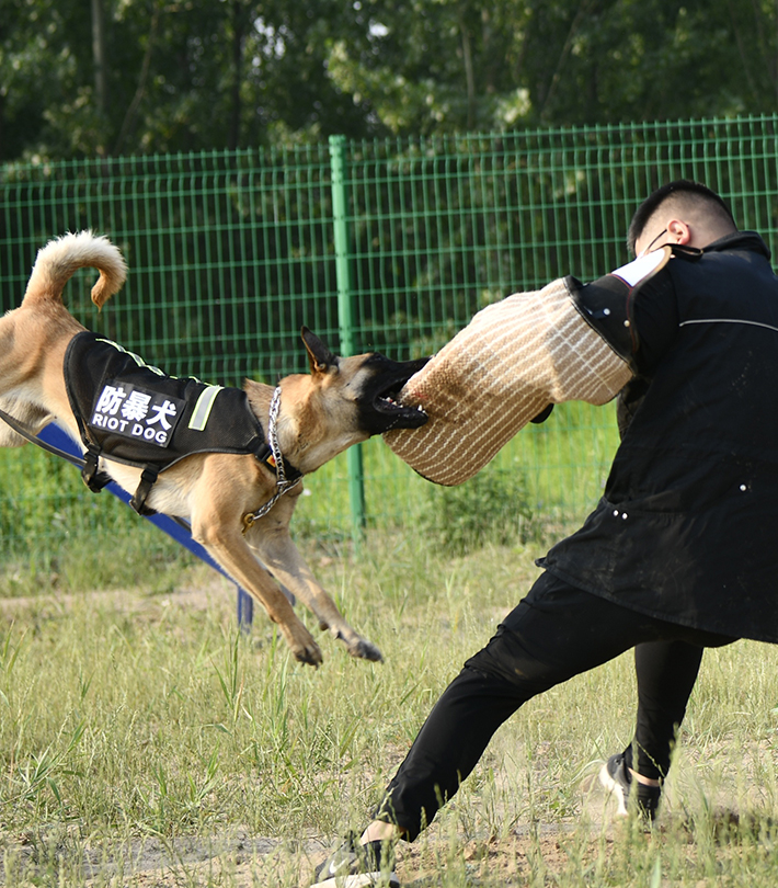 特种犬防服务